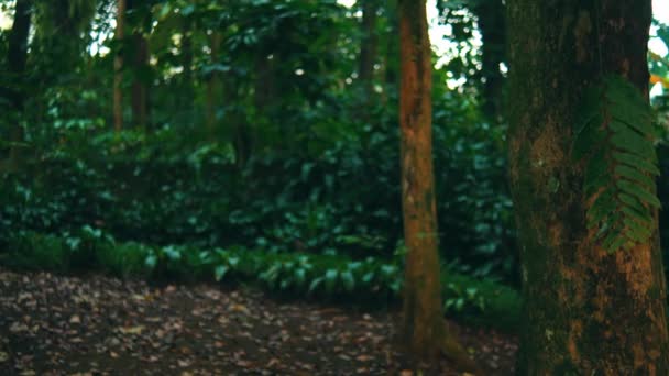 Escena Tranquila Del Bosque Con Frondoso Follaje Verde Troncos Árboles — Vídeo de stock