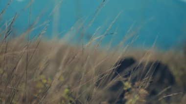 Yumuşak odaklı arka planda altın yabani otlara yakın çekim, gün ışığında dinginlik ve doğal güzellik aktarımı