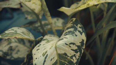 Dieffenbachia * yapraklarının detaylı bir makro çekimi, çarpıcı yeşil ve beyaz çeşitlilikteki desenlerini gösteriyor. Yumuşak odak arka planı, bu popüler bitkinin karmaşık doğal tasarımını vurgular..