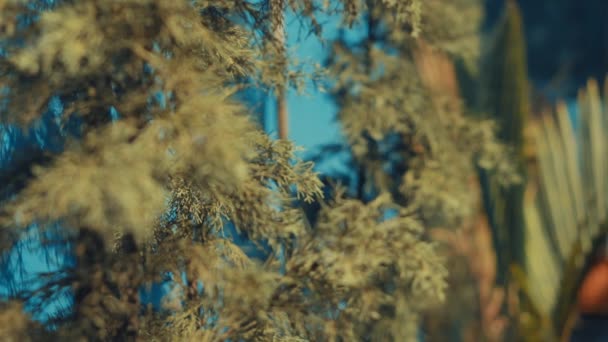 Close Pine Tree Branches Soft Focus Background Warm Tones Suitable — Stock Video