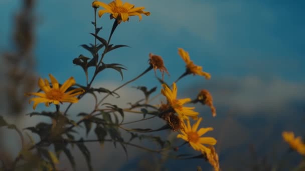 Flores Silvestres Amarelas Contra Fundo Azul Desfocado Céu Durante Crepúsculo — Vídeo de Stock