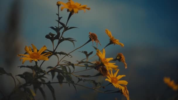 Flores Silvestres Siluetas Contra Cielo Del Atardecer Con Enfoque Suave — Vídeo de stock
