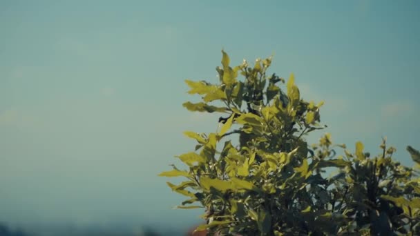 Klidná Scéna Svěží Zelené Stromů Proti Měkké Modré Obloze Nádechem — Stock video