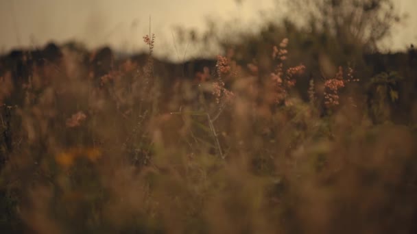 Размытый Естественный Фон Теплыми Тонами Боке Идеально Подходит Наложения Текстуры — стоковое видео