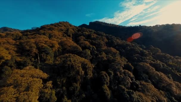 明るい青空の背景に緑豊かな緑の森の空中を眺める — ストック動画