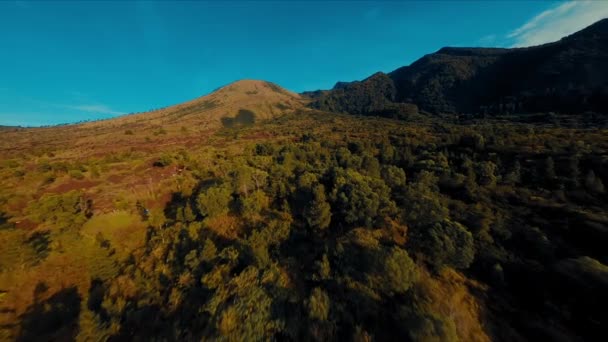 Vista Aérea Uma Floresta Exuberante Com Cores Outono Que Levam — Vídeo de Stock