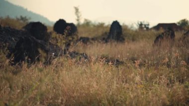 Serene çayır kuru çimenler ve dağılmış kayalar Gün ışığında yumuşak odaklı bir dağ zeminine karşı