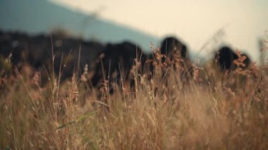 Uzun otların arkasında yumuşak bir odak ile otlayan sığırlar, gün ışığında sakin bir pastoral sahne taşır