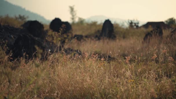 Paysage Serein Avec Pâturage Bisons Sauvages Dans Champ Herbeux Crépuscule — Video