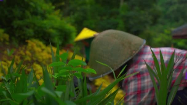 Человек Традиционной Шляпе Склоняющийся Красочным Садовым Цветам Акцентом Зелени Размытом — стоковое видео
