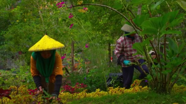 Person Traditional Hat Tending Lush Garden Vibrant Flowers Greenery Morning — Stock Video