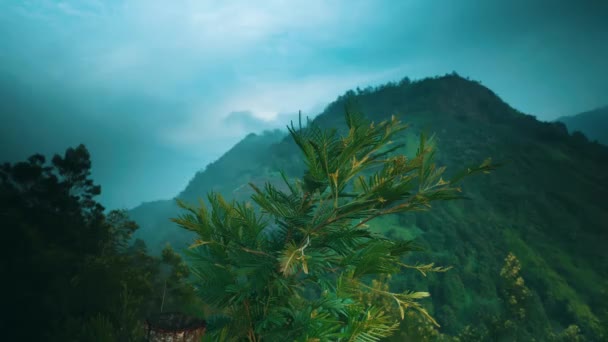 Paisagem Montanha Enevoada Crepúsculo Com Exuberante Folhagem Verde Primeiro Plano — Vídeo de Stock
