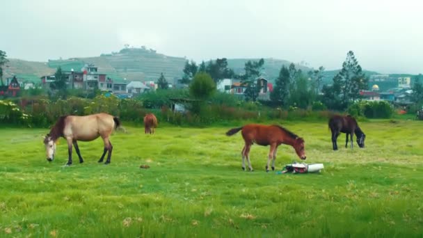 清晨阴天 三匹马在绿油油的田野上吃草 屋檐下有一座小山 — 图库视频影像