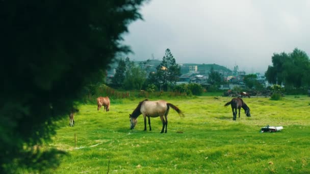 在多云的天空下 马在绿油油的田野上吃草 有树木 还有一个村庄 — 图库视频影像