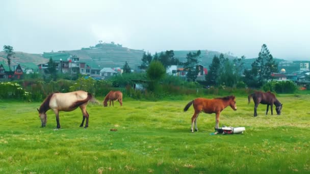 Cavalos Pastando Campo Verde Exuberante Com Colinas Uma Cidade Fundo — Vídeo de Stock