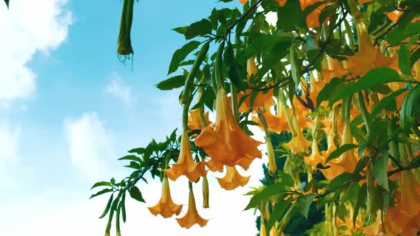 Vibrantes Flores Trompeta Amarillas Colgando Una Exuberante Planta Verde Contra — Vídeos de Stock