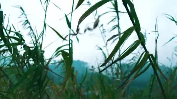 Зеленые Травинки Мягким Фоном Течение Утра — стоковое видео