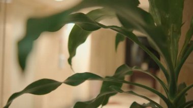 Canlı yeşil tropikal bitki yapraklarının detaylı bir yakın çekimi, kapalı bir ortamda dokuyu ve şekli vurguluyor..