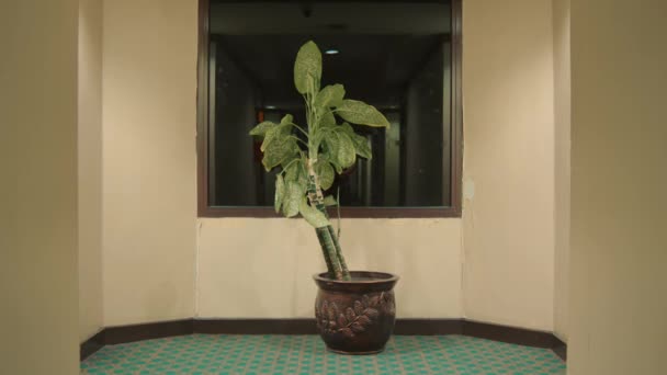 Planta Envasada Interior Centrada Frente Uma Janela Com Iluminação Parede — Vídeo de Stock