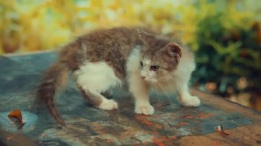 Küçük, tüylü, beyaz ve kahverengi kürklü bir kedi yavrusu dışarıda tahta bir yüzeye çömeliyor. Arka plan yeşillik ve sarı renklerle bulanık. Bu da bir bahçe ya da park ortamı olduğunu gösteriyor..