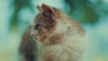 Dağınık, kahverengi ve beyaz kürklü, soluna bakan kedinin yakın çekimi. Arkaplan yeşil ve mavi renklerle bulanıklaşmış. Açık hava ortamını işaret ediyor..