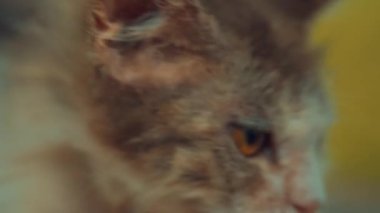 Bulanık arkaplanı olan bir kedinin profildeki yüzünü yakın plan çek.