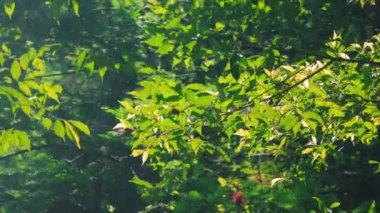 Güneş ışığıyla aydınlatılan canlı yeşil yaprakların yakın çekim görüntüsü doğal ortamda bereketli ve huzurlu bir atmosfer yaratıyor..