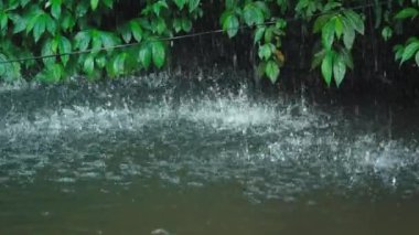 Yağmur damlaları yemyeşil yapraklarla çevrili sakin bir su yüzeyine sıçrıyor. Sahne yağmur yağarken doğanın güzelliğini yakalıyor. Damlacıklar suda dalgalanmalar yaratıyor..