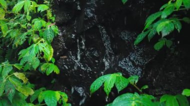 Küçük bir şelaleyi çevreleyen yemyeşil yaprakların yakın görüntüsü. Su, karanlık kayaların üzerine dökülüyor ve doğal ortamda sakin ve sakin bir atmosfer yaratıyor..