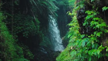 Bereketli yeşil yapraklar ve tropikal bitkilerle çevrili kayalık bir uçurumdan yuvarlanan sakin bir şelale. Canlı yeşillik sakin bir atmosfer yaratır, doğa aşıklarını keşfetmeye davet eder..