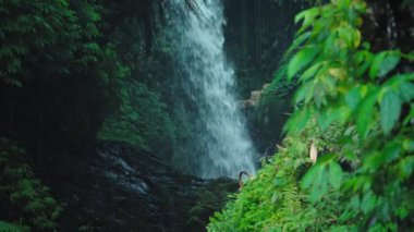 Serin bir şelale, yemyeşil yapraklarla çevrili kayalık bir uçurumdan aşağı yuvarlanıyor. Sahne, canlı bitkilerle ve akan suyun sesiyle doğanın güzelliğini yakalar..
