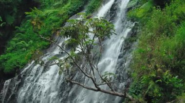 Ağaçlar ve yemyeşil bitkilerle çevrili kayalık arazide çağlayan güzel bir şelale. Su hızla akıyor, sakin ve sakin bir atmosfer yaratıyor..