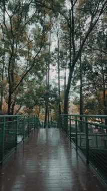 Bereketli yeşil ağaçlarla çevrili, yeni yağdığını gösteren ıslak bir yüzeyi olan sakin bir ahşap geçit. Atmosfer sakin ve sakin, doğanın güzelliğini gösteriyor..