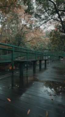 Sonbahar yapraklı gür ağaçlarla çevrili sakin bir ahşap geçit. Yer ıslak, bulutlu gökyüzünü yansıtıyor, sakin bir atmosfer yaratıyor..