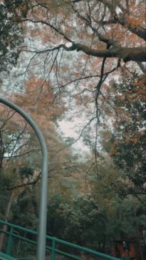 Ağaçların sonbahar yapraklarını sergilediği sakin bir orman sahnesi. Dallar bazı bölgelerde boştur, diğerleri renkli yapraklarla süslenmiştir. Ortam sakin ve davetkar, doğa severler için mükemmel..