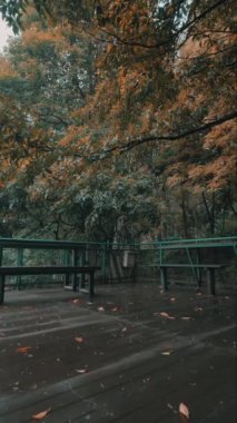 Sonbahar yapraklı, yemyeşil ağaçlarla çevrili ahşap bir güverte içeren sakin bir açık hava sahnesi. Atmosfer sakin ve sakin, yeşil ve turuncu yaprakların karışımını sergiliyor..