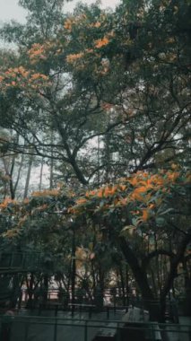 Canlı turuncu yaprakları olan sakin bir park manzarası. Huzurlu bir park. Dallar yemyeşil ve yemyeşil, barışçıl bir atmosfer yaratıyor. Yumuşak ışık yaprakların arasından süzülüp doğal güzelliği arttırır..