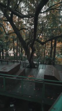 Bereketli yeşilliklerle çevrili büyük bir ağacın olduğu sakin bir açık hava sahnesi. Aşağıdaki ahşap platform kısmen dökülen yapraklarla kaplı, sonbahar renkleri sergileniyor. Atmosfer sakin ve sakin, rahatlamak için mükemmel..