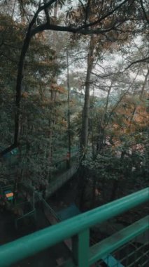 Uzun ağaçlar ve ahşap bir geçitten oluşan sakin bir orman sahnesi. Yeşillik yolu çevreleyerek sakin bir atmosfer yaratıyor. Yumuşak ışık yaprakların arasından süzülür, huzurlu ortamı güçlendirir..