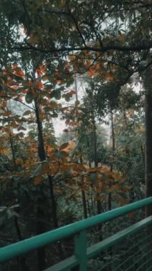 Bereketli yeşil ağaçlar ve sonbahar yapraklarıyla sakin bir orman sahnesi. Yaprakların arasından görünen bir patika, sakin bir atmosfer yaratıyor..