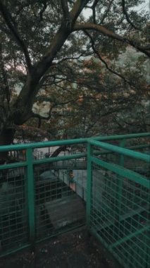 Balkondan ya da yüksek bir platformdan görülen yemyeşil yapraklı bir ağaç manzarası. Sahne, doğanın sükunetini yumuşak ışık ve yapraklardaki sonbahar renkleriyle yakalıyor..