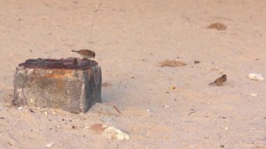 Küçük bir kuş kumlu bir sahilde yıpranmış bir taş bloğa tünedi. Arka planda dağınık kum ve küçük enkaz parçaları doğal bir kıyı manzarası oluşturur..