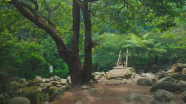 Büyük bir ağaç, kayalık bir patika ve yemyeşil ve eğreltiotu ile çevrili küçük ahşap bir köprü içeren sakin bir orman sahnesi..