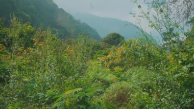 Arkaplanda bulutlu bir gökyüzünün altında yoğun yapraklar ve dağlarla çevrili canlı turuncu çiçeklerle dolu yemyeşil bir manzara..