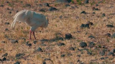 Kuru otlar ve kayalık zemin üzerinde yiyecek arayan beyaz bir kuş eşsiz özelliklerini ve davranışlarını doğal bir ortamda sergiliyor..