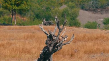 Kuru, bükülmüş bir ağaç kütüğü yeşil yapraklar ve uzak tepelerle çevrili altın çimenli bir tarlada duruyor. Sahne, doğanın esnekliğini gösteren doku ve renklerin bir karışımını yakalıyor..