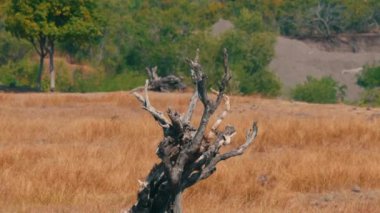 Kuru, bükülmüş bir ağaç kütüğü, arka planda yeşil yapraklarla çevrili, altın çimenli bir alanda duruyor. Manzara kuraktır, bir yamacın izleriyle görülebilir..