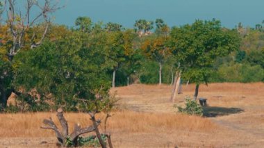 Berrak mavi bir gökyüzünün altında kuru otlar ve dağınık ağaçlardan oluşan sakin bir manzara. Sahne, yeşil ve altın renklerin karışımıyla doğanın özünü yakalıyor. Bu da yazdan sonbahara geçiş anlamına geliyor..