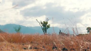 Uzun otlar ve bulutlu bir gökyüzünün altındaki uzak dağlarla çevrili, seyrek dalları olan yalnız bir ağacın bulunduğu sakin bir manzara. Sahne, doğanın güzelliğini sakin bir ortamda yakalar..
