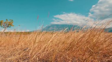 Parlak mavi bir gökyüzünün altında rüzgarda sallanan altın çimlerin manzarası. Arka planda, kabarık bulutlarla çevrili bir dağ kısmen görülebilir. Solda yalnız bir ağaç duruyor, huzur dolu manzarayı ekliyor..